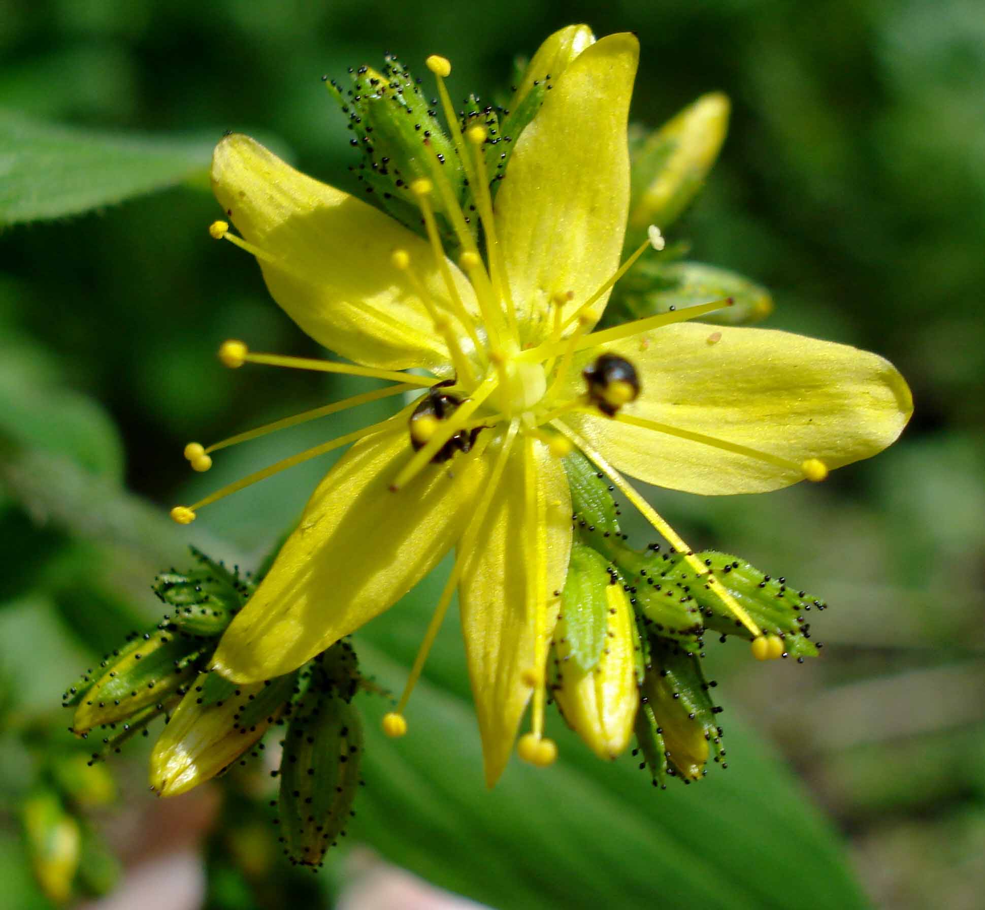 hairy St John's-wort